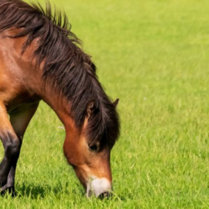 View All Equine Seed